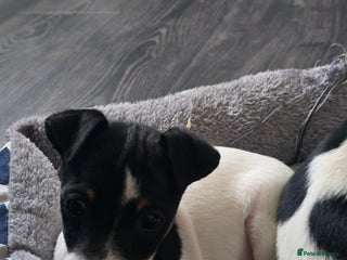 Jack Russell dogs Jack russel puppies - Advert 5