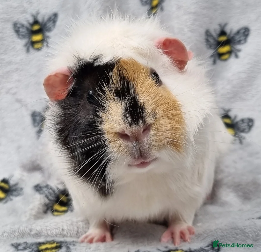 Guinea Pig rodents for sale: Bonded pair of Boars  - Advert 2