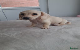Dachshund dogs for sale: READY NOW - Miniature dachshunds cream girls  - Image 9
