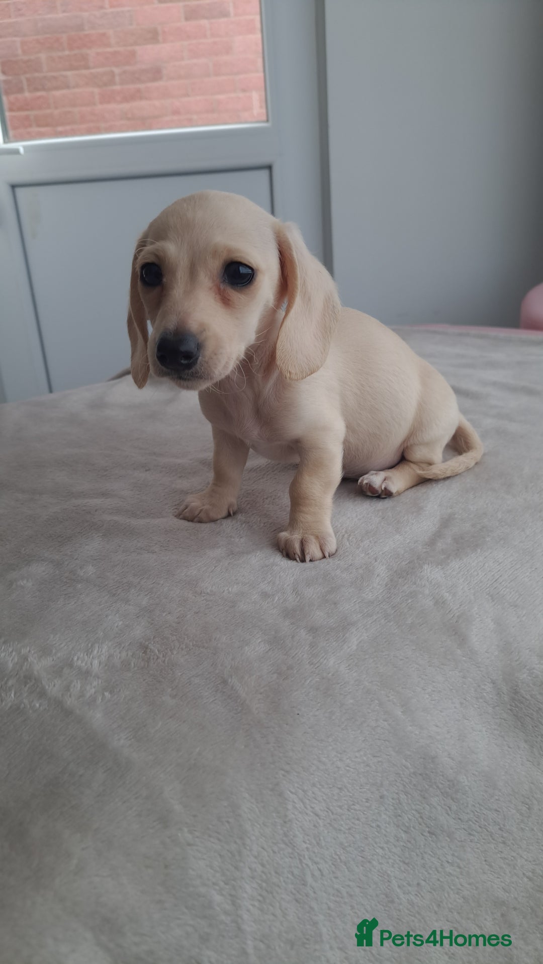 Dachshund dogs for sale: READY NOW - Miniature dachshunds cream girls  - Image 9