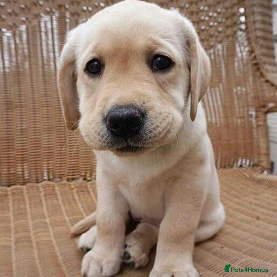 Goldador dogs for sale: Golden and Labrador retriever puppies ready 4love - Advert 7