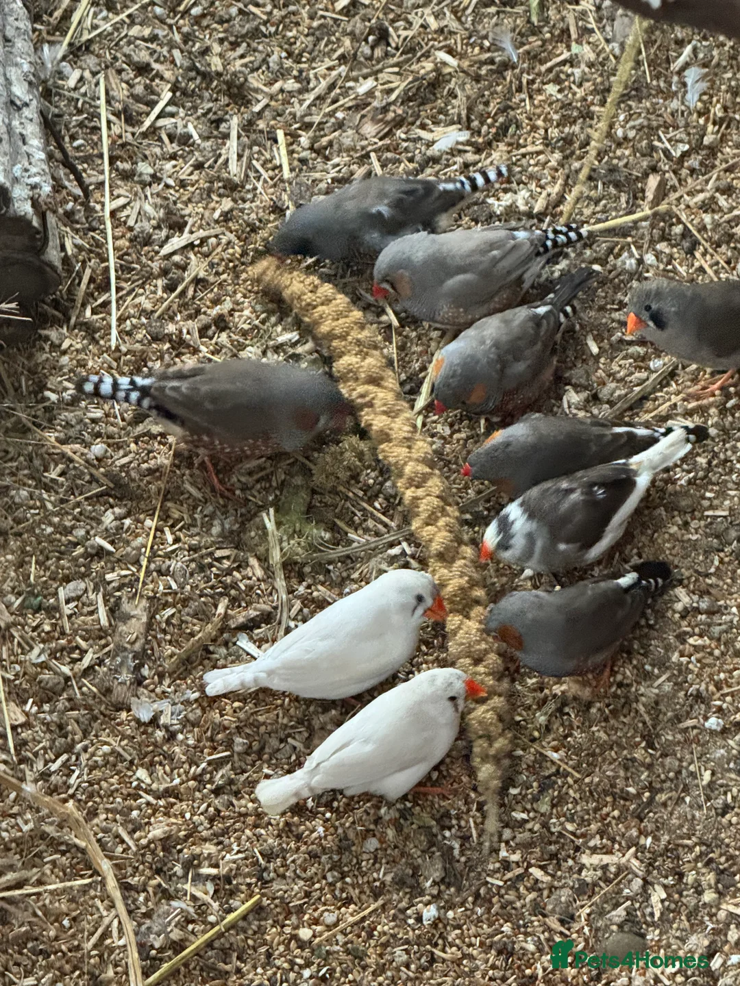 Finches birds for sale: Finches and quail  - Advert 5