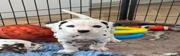 Dalmatian dogs for sale: Exceptional Litter. 2 Boys Remaining  - Advert 14
