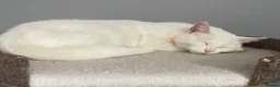 Mixed Breed cats for sale: Extremely friendly bio eye white fluffy girl - Advert 5