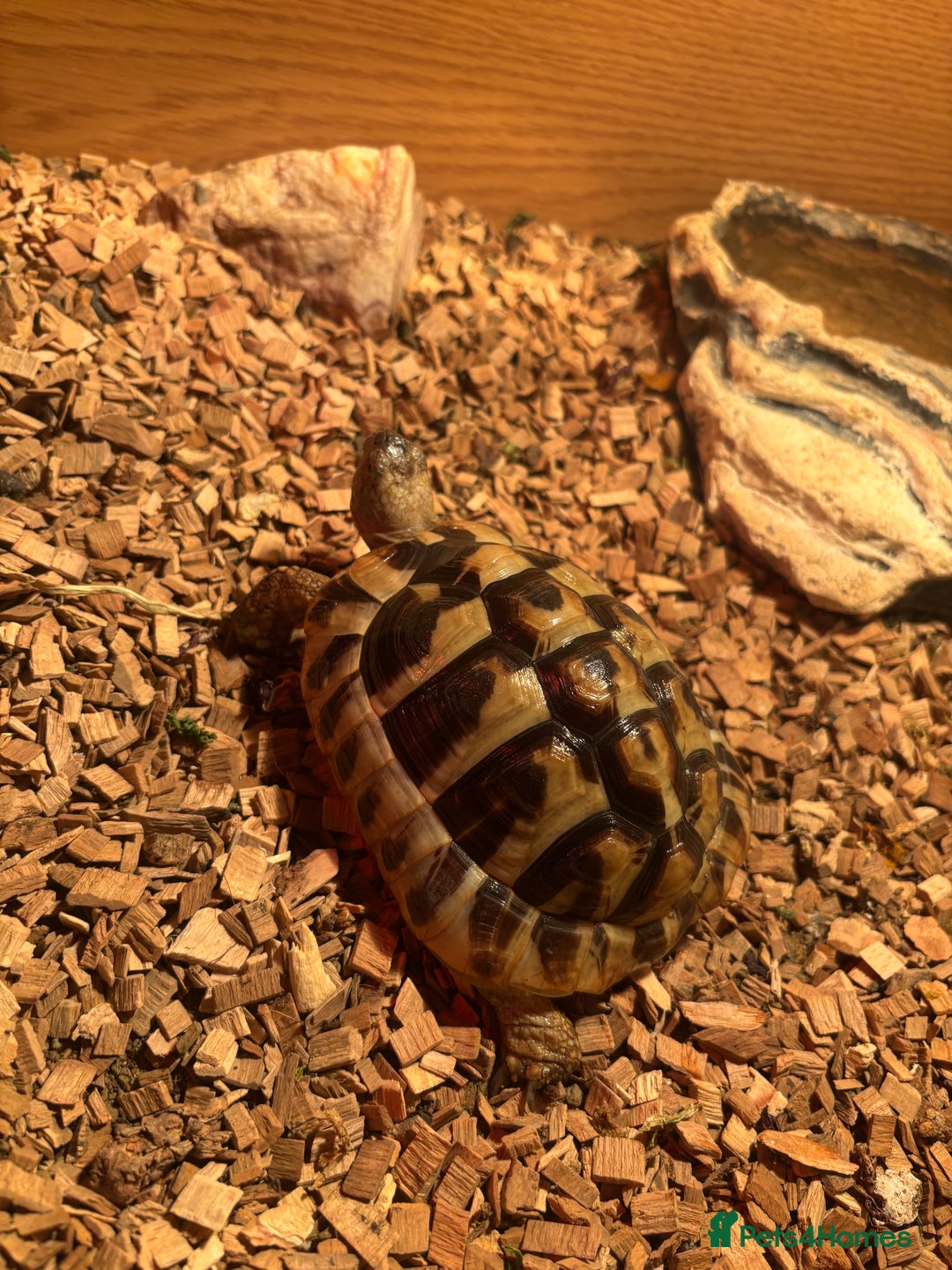 Tortoise reptiles for sale: Horse field tortoises   - Advert 4