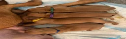 Labrador Retriever dogs for sale: Outstanding KC registered Fox Red Labrador Puppies - Advert 11