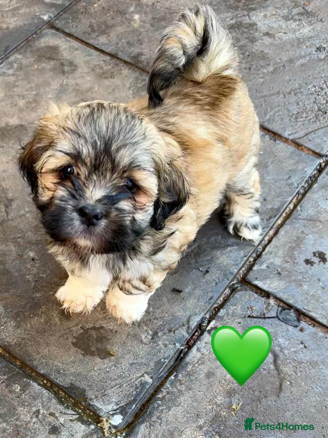 Lhasa Apso dogs for sale: Four Adorable Lhasa Apso Pups KC reg GPRA Clear - Advert 5