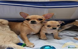 Chihuahua dogs for sale: Chihuahua puppies available  - Image 10