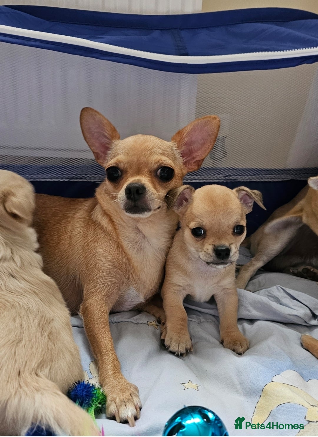 Chihuahua dogs for sale: Chihuahua puppies available  - Image 10