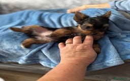 Yorkshire Terrier dogs for sale:  Merle Yorkshire terrier puppies  - Image 37