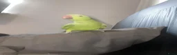 Ringnecks birds for sale: Green Ringneck Parrot - Advert 2