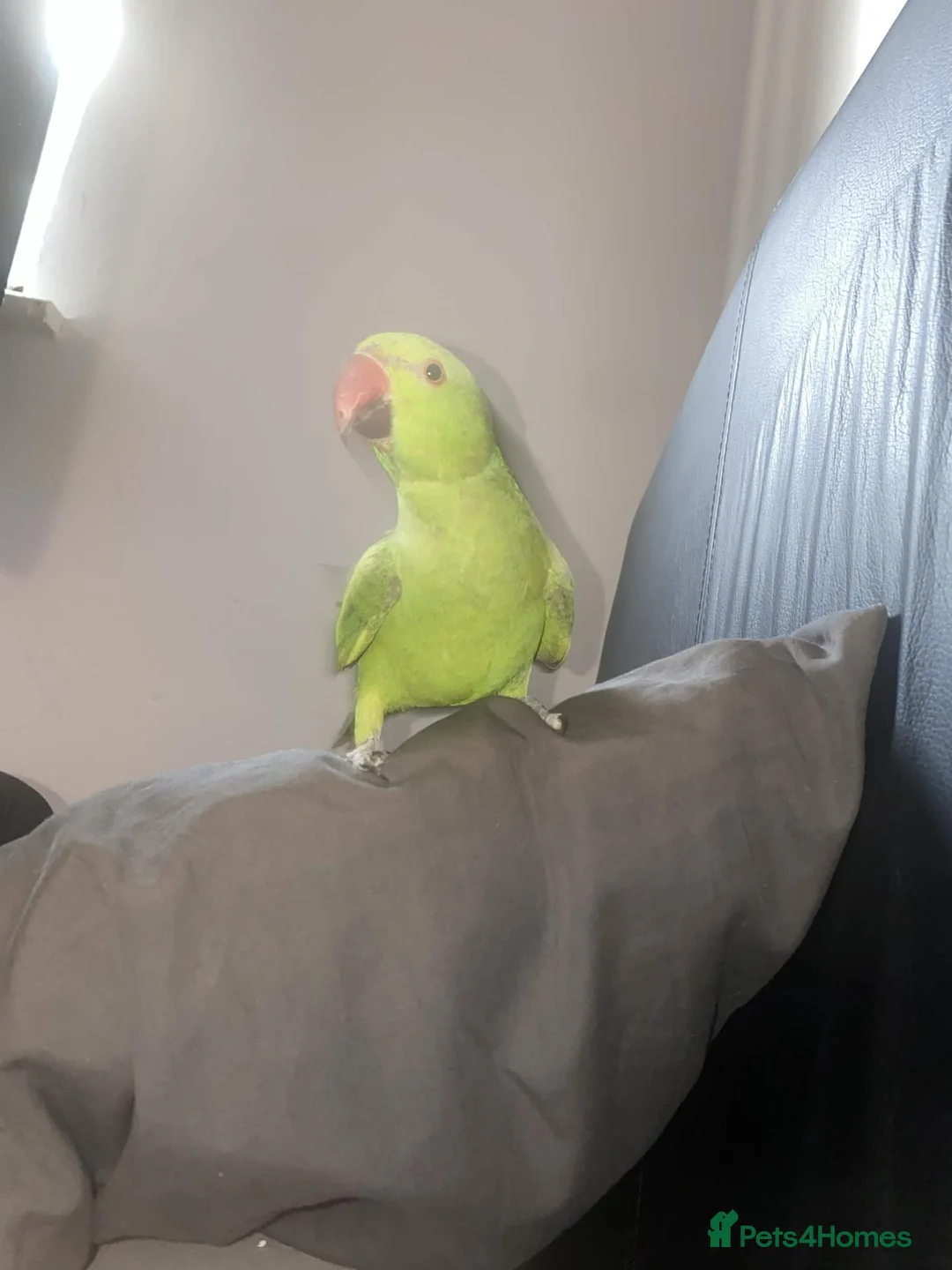 Ringnecks birds for sale: Green Ringneck Parrot - Advert 2