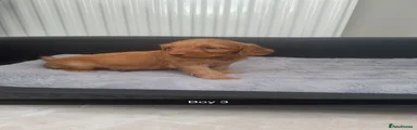 Cockapoo 9