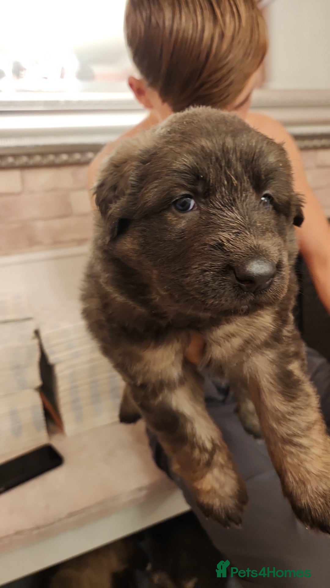 German Shepherd dogs for sale: Medium haired German shepherd pups  - Advert 22