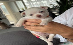 Chihuahua dogs for sale: 🐶 tiny chihuahua pups - Image 6