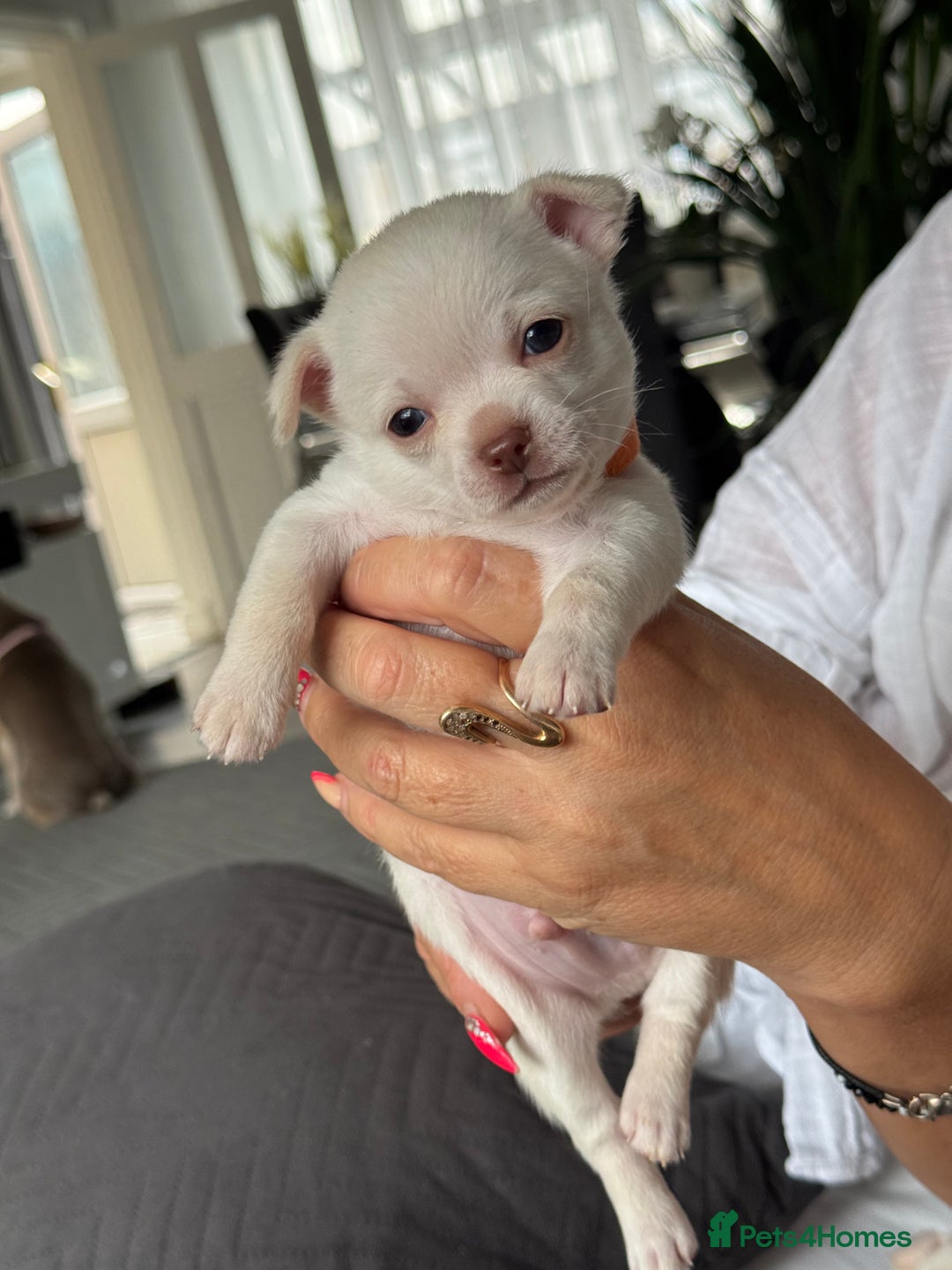 Chihuahua dogs for sale: 🐶 tiny chihuahua pups - Image 6