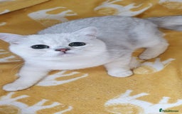 British Shorthair cats for sale: Lapcat GCCF Silver British Shorthair Kitten. in Lancaster - Image 2