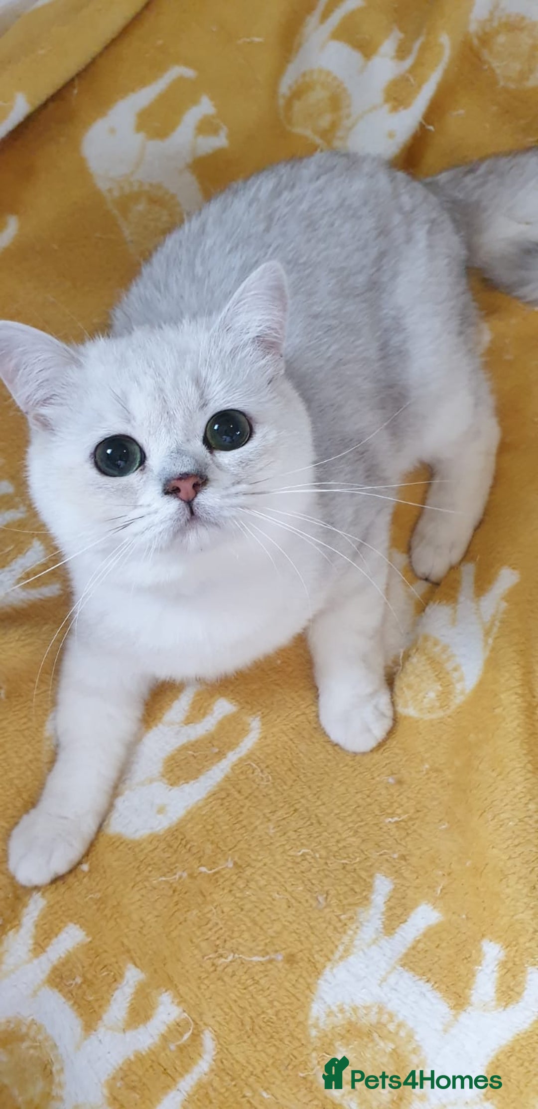 British Shorthair cats for sale: Lapcat GCCF Silver British Shorthair Kitten. in Lancaster - Image 2