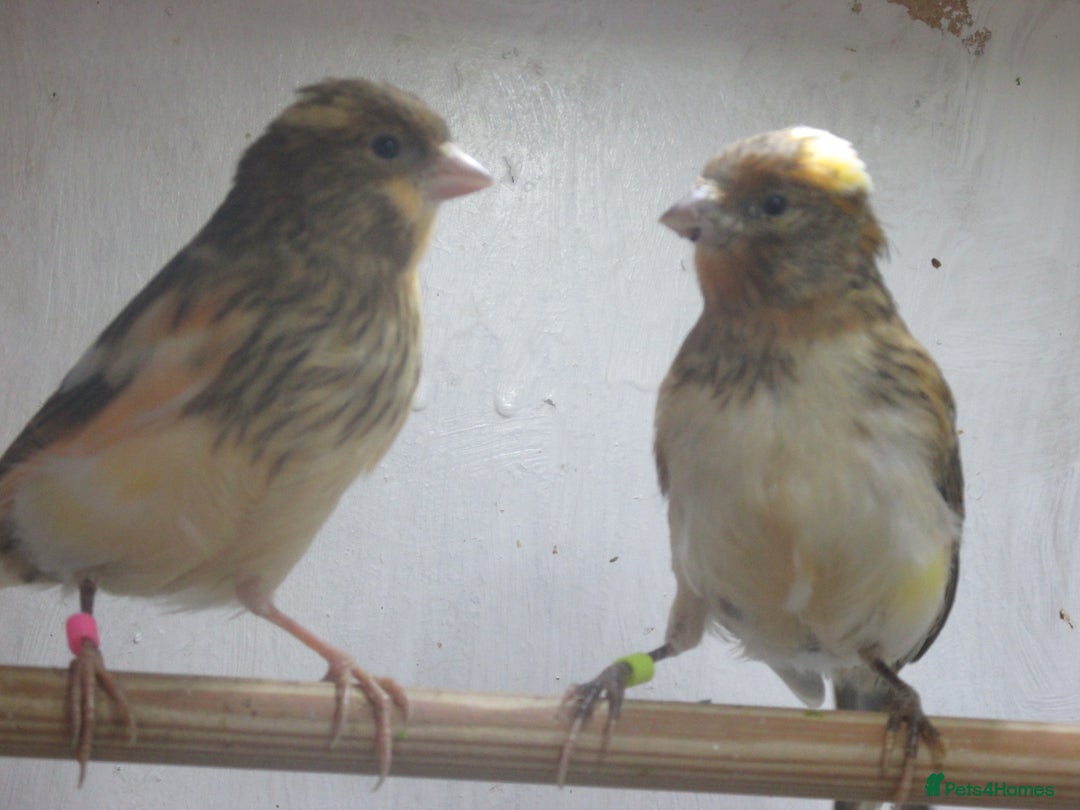 Canaries birds for sale: 2025 young aviary bred canaries for sale - Image 11