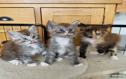 Maine Coon cats for sale: 🌟 Maine Coon Kittens Looking for Loving Homes 🌟 - Image 1