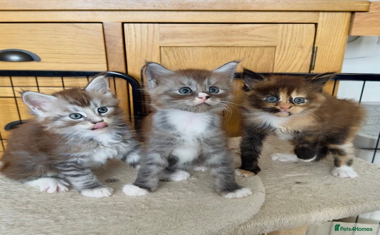 Maine Coon cats - Advert 10
