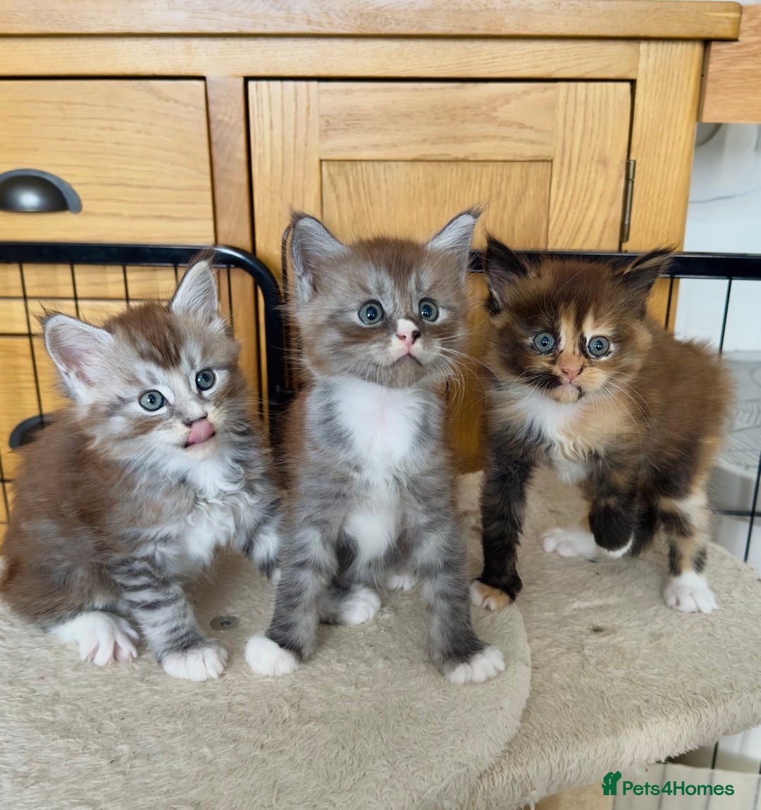 Maine Coon cats for sale: 🌟 Maine Coon Kittens Looking for Loving Homes 🌟 - Image 1