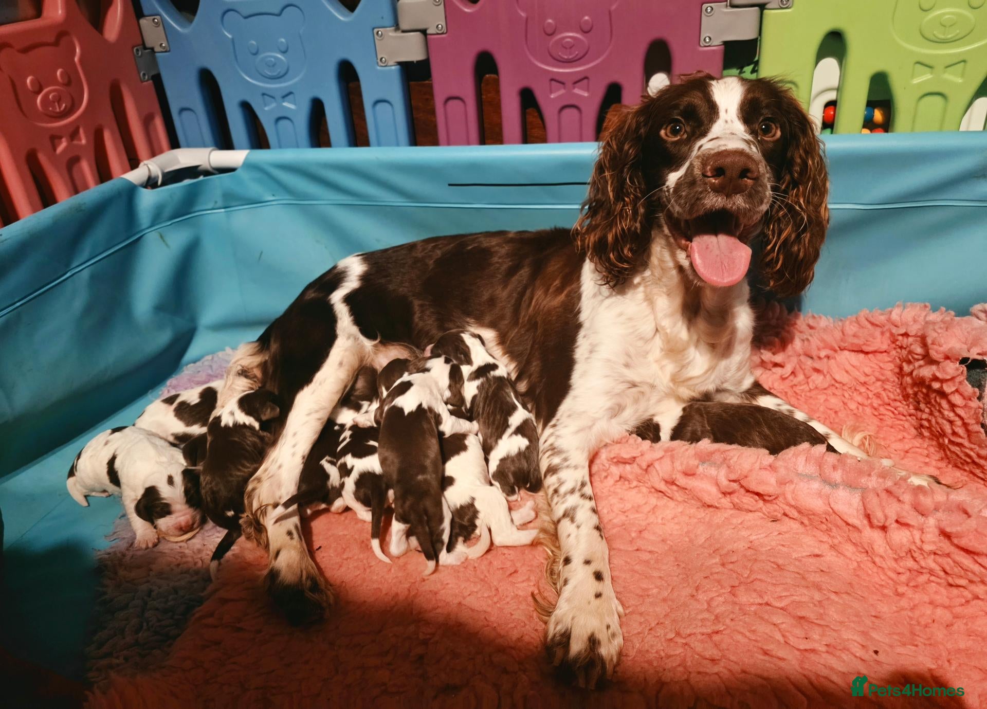 English Springer Spaniel dogs for sale: Outstanding Home Reared KC 5 ⭐️ Vetted Ready now  - Advert 2