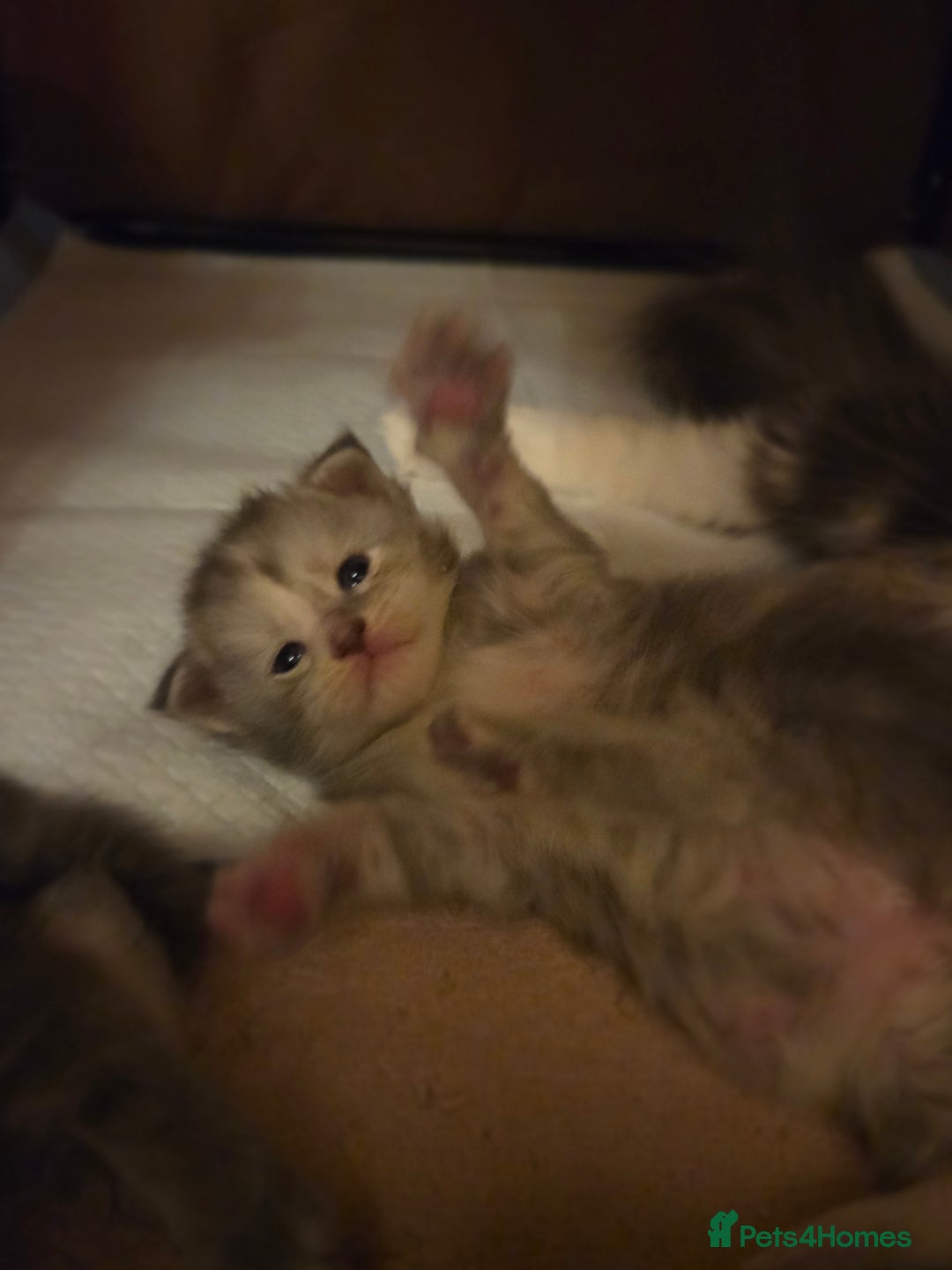 Maine Coon cats for sale: Stunning quality silver Tica Mainecoon kittens  - Advert 19