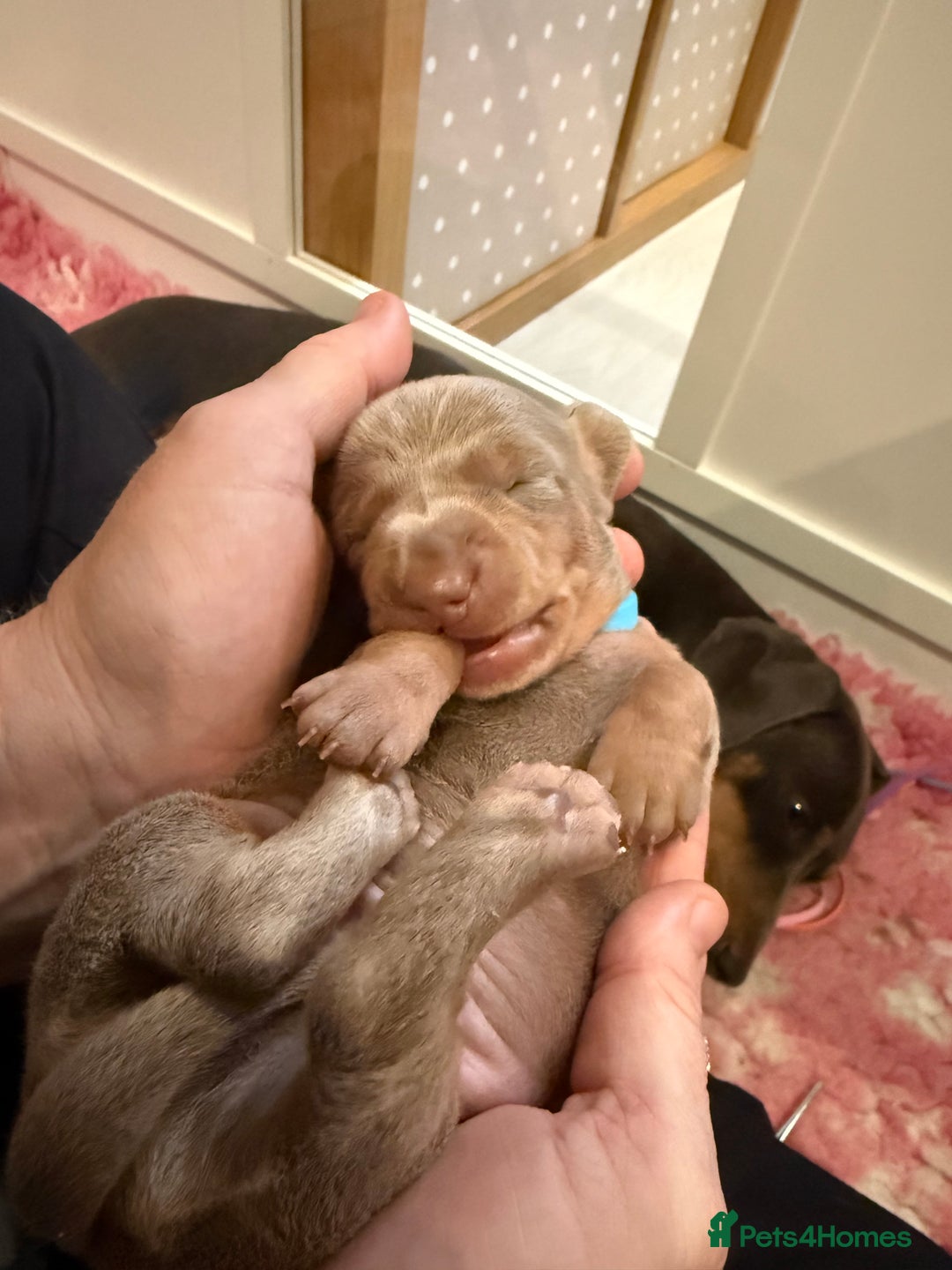 Dachshund dogs for sale: Health Tested Parents Dachshund Puppies   - Advert 11