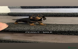 Dachshund dogs for sale: Dachshunds 4x Male 3x Female - Image 3
