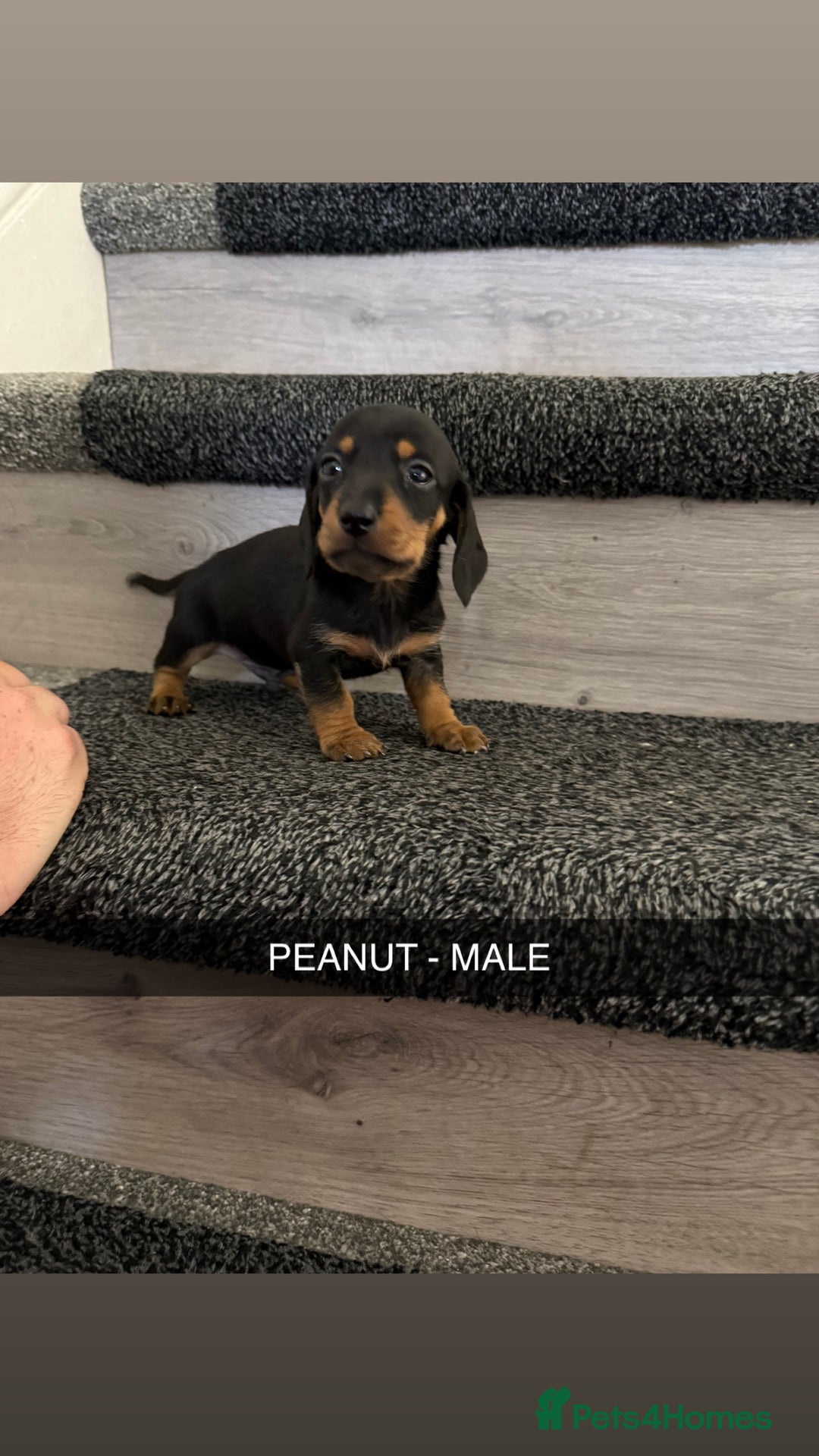 Dachshund dogs for sale: Dachshunds 4x Male 3x Female - Image 3