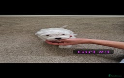 Bichon Frise dogs for sale: 3 Bichion frise girls for sale !! - Image 6