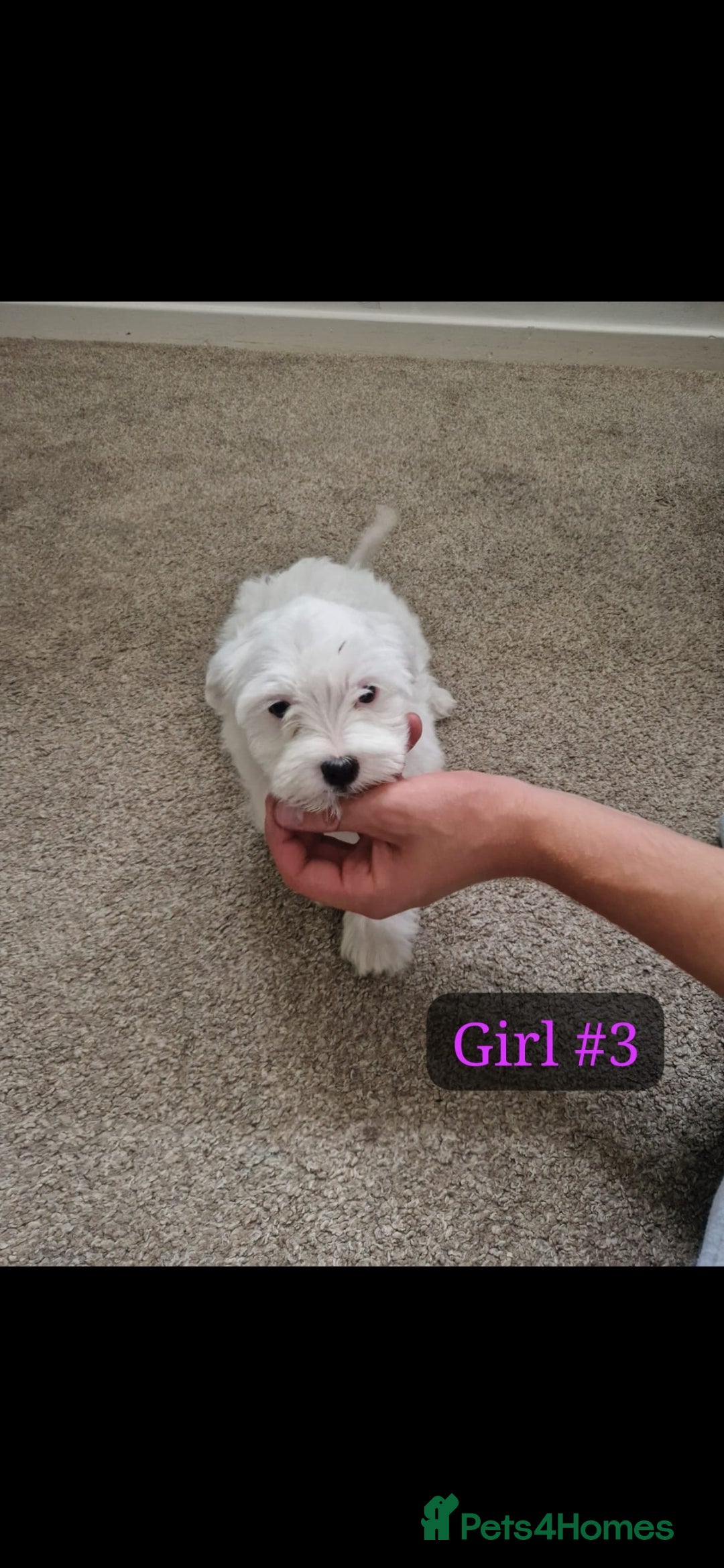 Bichon Frise dogs for sale: 3 Bichion frise girls for sale !! - Image 6