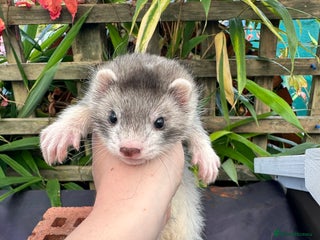 Ferret rodents - Advert 3