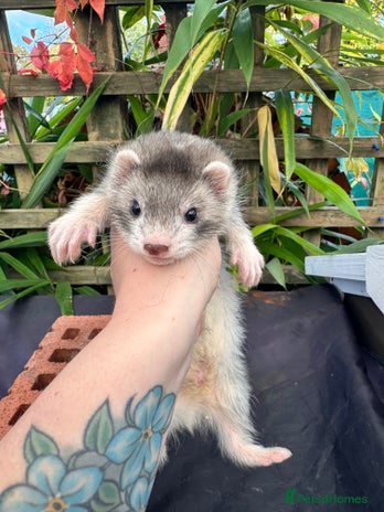 Ferret rodents - Advert 1