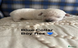 Poochon dogs for sale: Beautiful Poochon Puppies – Ready for Viewing - Image 8