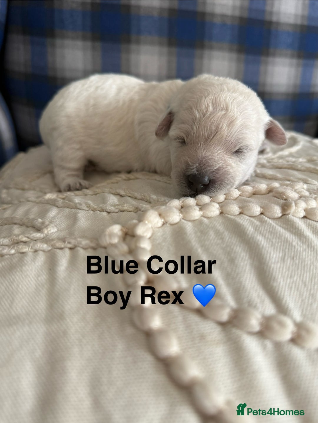 Poochon dogs for sale: Beautiful Poochon Puppies – Ready for Viewing - Image 8