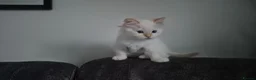 Ragdoll cats for sale: 3 beautiful Ragdoll kittens-Ready to Leave Mum Now - Advert 6