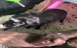 Guinea Pig rodents for sale: Beautiful boys - Image 4