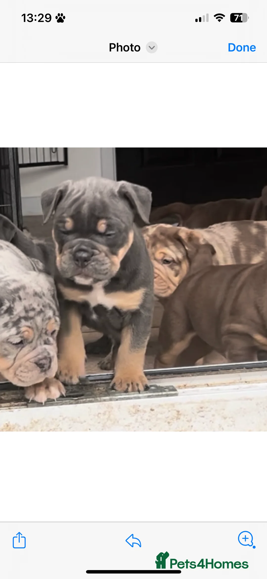 Olde English Bulldogge dogs for stud: 💥olde English bulldogge stud💥 in Rotherham - Advert 27