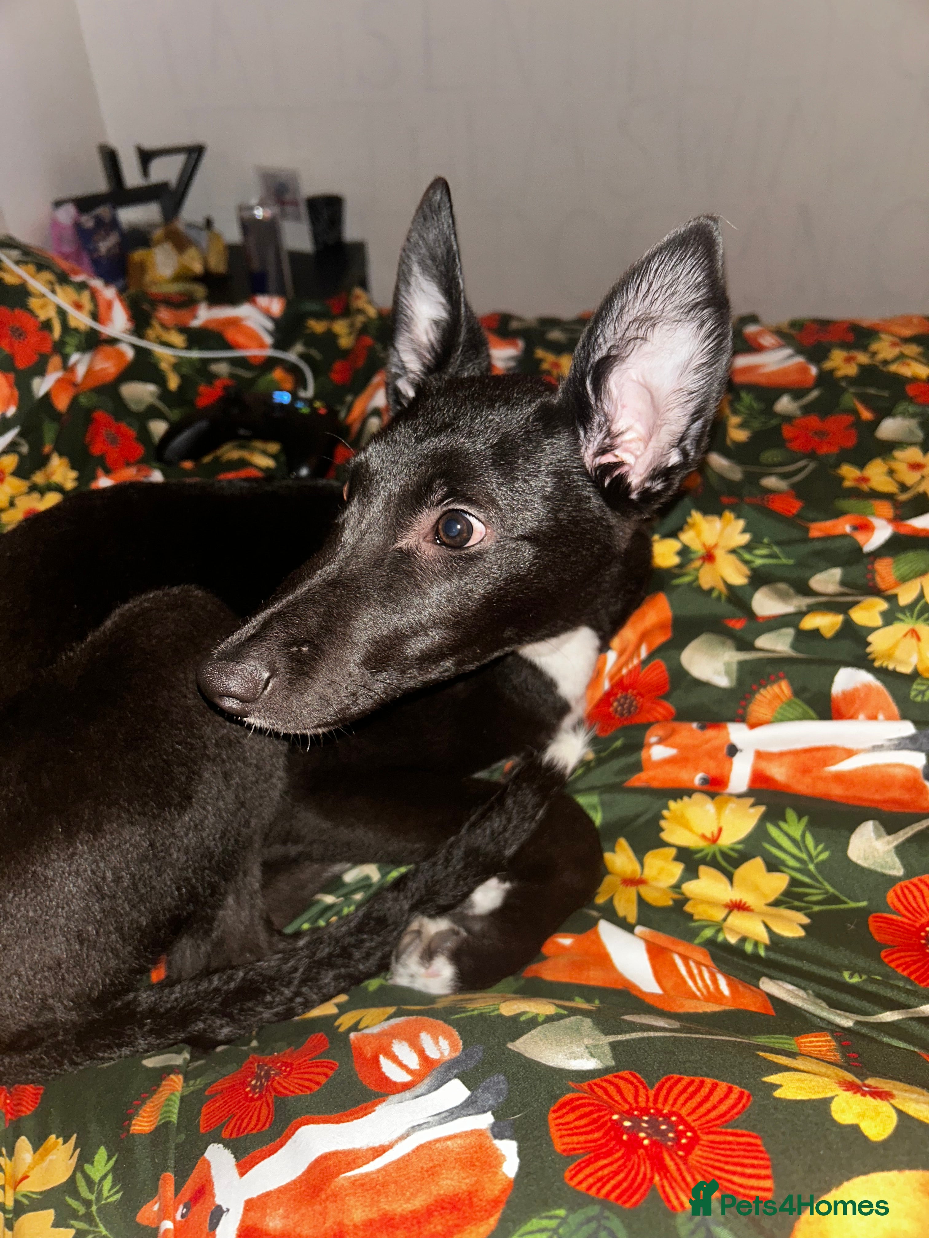 Lurcher dogs Lurcher puppy  - Advert 5