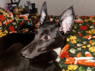 Lurcher dogs Lurcher puppy - Advert 5