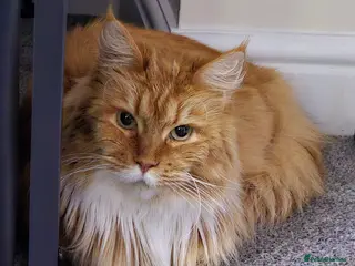 Maine Coon cats Friendly Maine Coon Female Cat - Advert 1