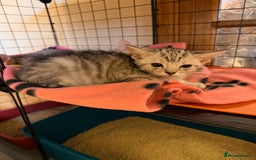 Mixed Breed cats for sale: Beautiful Kittens for sale  - Image 6