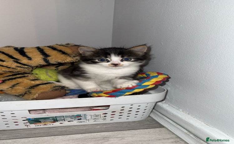 Mixed Breed cats - Advert 2