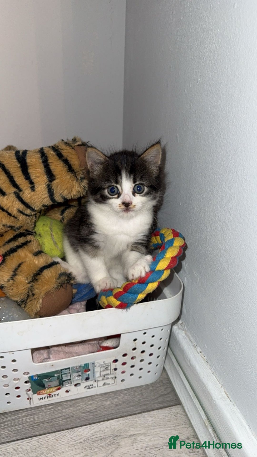 Mixed Breed cats for sale: Mixed breed kittens - Image 1