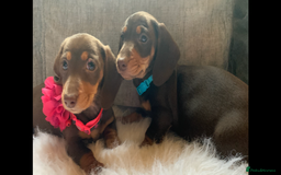 Miniature Dachshund dogs for sale: Minature Dashound boy&girl Ready Now - Image 4