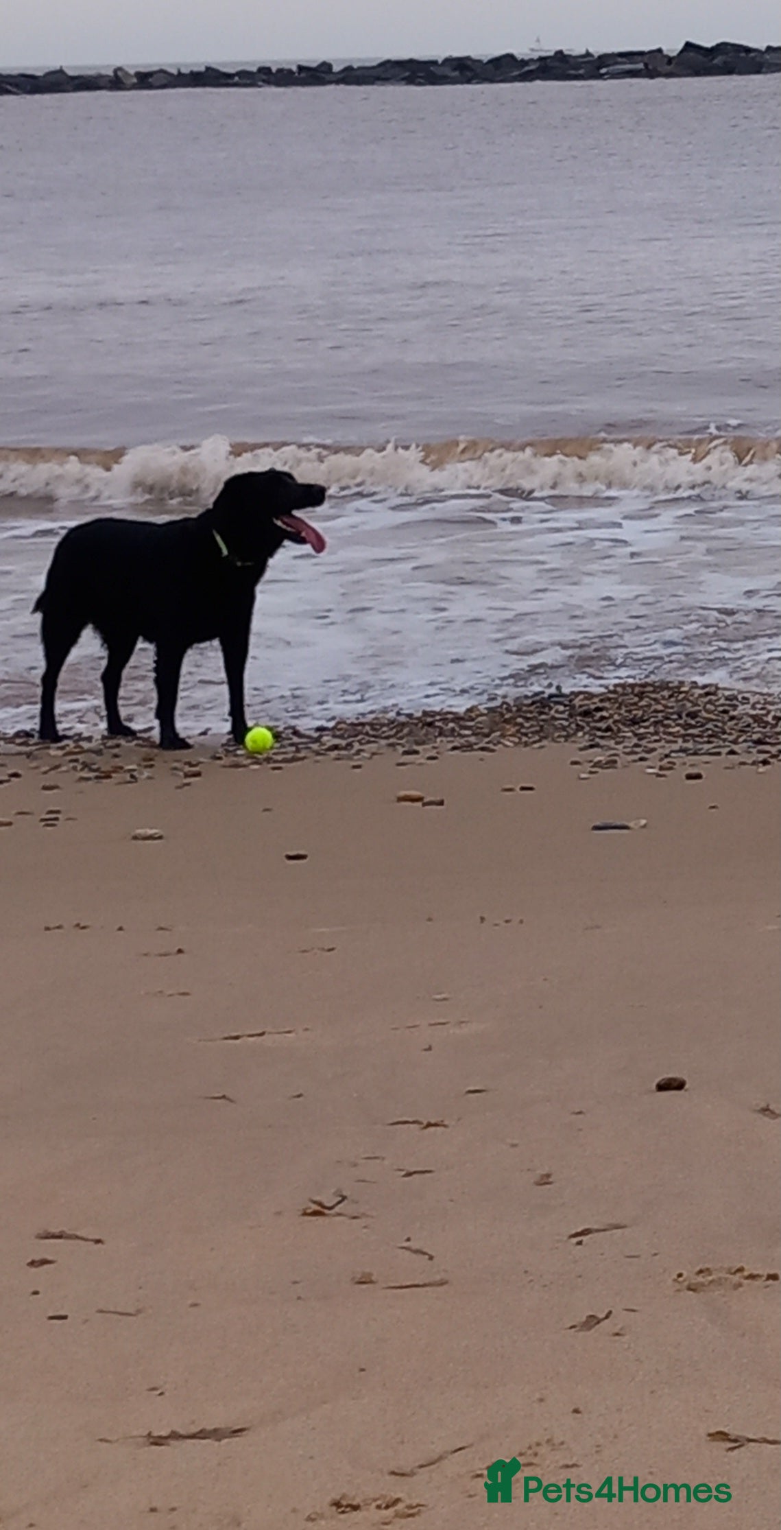 Mixed Breed dogs Male Labrador x Australian shepherd  - Advert 1