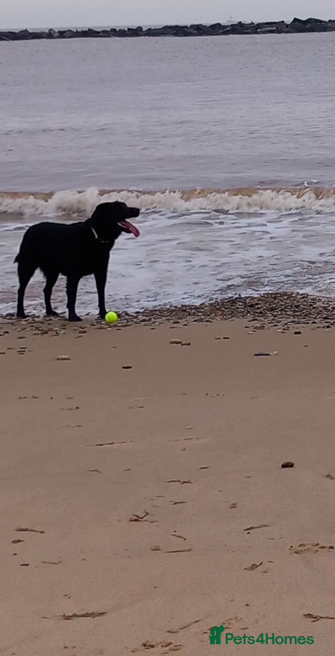 Mixed Breed dogs for sale: Male Labrador x Australian shepherd  - Advert 1