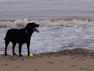 Mixed Breed dogs Male Labrador x Australian shepherd - Advert 1